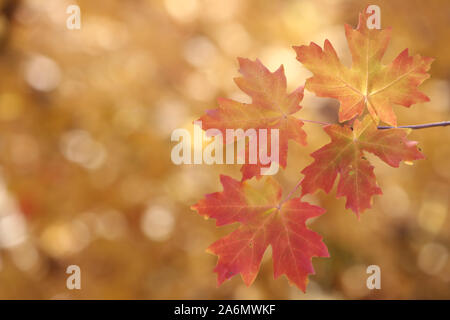 Ahorn Blätter im Herbst Jahreszeit, Utah Stockfoto