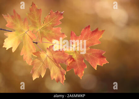Ahorn Blätter im Herbst Jahreszeit, Utah Stockfoto
