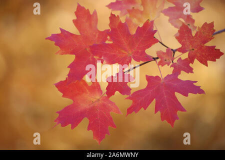 Ahorn Blätter im Herbst Jahreszeit, Utah Stockfoto