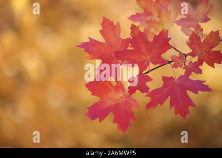Ahorn Blätter im Herbst Jahreszeit, Utah Stockfoto