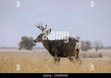 Mule deer Bock in einem schneebedeckten Feld in mit Geweih Stockfoto