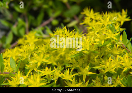 Gold Moss Mauerpfeffer Blumen in voller Blüte im Frühling Stockfoto