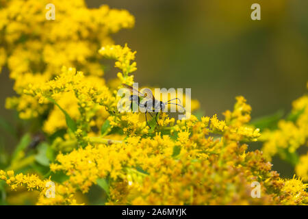 Gras Wasp, die Goldrute Blumen Stockfoto