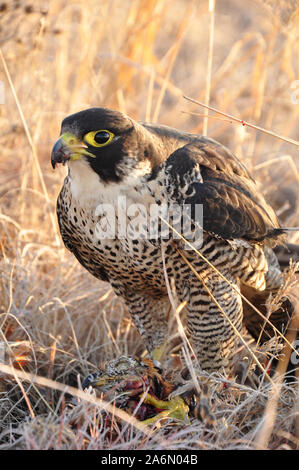 Eine weibliche WANDERFALKE (FALCO PEREGRINUS) mit seiner Beute. Auch bekannt als die Wanderfalken, Wanderfalken sind fast überall auf der Erde gefunden, außer extremen Polarregionen, sehr hohe Berge, und die meisten tropischen Regenwäldern. Sie können Geschwindigkeiten von über 365 km/h (200 mph) in einem Tauchen erreichen, wodurch Sie das schnellste Tier der Welt. Ausgebildeten Falken sind in der Falknerei verwendeten oder Hawking, eine Sportart, in der Greifvögel zu jagen oder fangen Spiel verwendet werden. Falknerei ist über 4000 Jahre alt und hat eine reiche Geschichte aus allen Zeiten, von der die alten Chinesen, die Ägypter hatten und sogar europäischen Adel. Freistaat, Südafrika Stockfoto