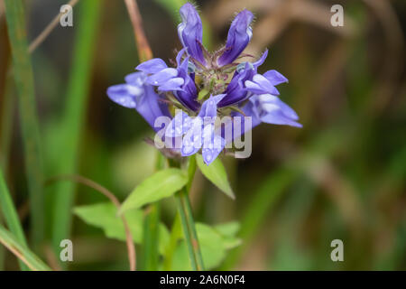 Regen auf Große Blaue Lobelia Blumen im Sommer Stockfoto