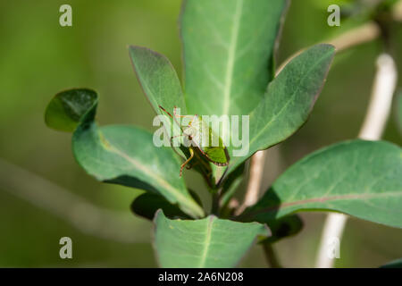 Grüne Schild Bug auf Blatt im Frühling Stockfoto