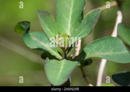 Grüne Schild Bug auf Blatt im Frühling Stockfoto