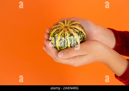 Der Herbst ist die Zeit für Feste. Kleiner Kürbis in den Händen. Traditionelle Herbst Gemüse orange hinterlegt. Halloween und Thanksgiving Essen. Herbst Ernte Ernte. Für Herbst Dekoration. Stockfoto