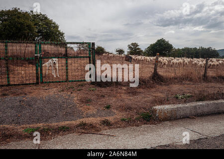 Weidende Schafe in der Landschaft von Sardinien, Italien Stockfoto