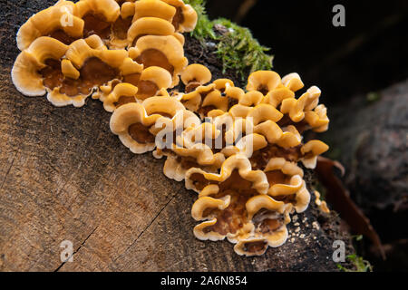 Haarige Vorhang Kruste Pilz im Herbst Stockfoto