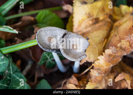 Hare's Foot Inkcap Pilz im Herbst Stockfoto