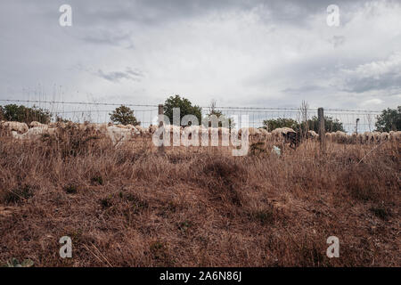 Weidende Schafe in der Landschaft von Sardinien, Italien Stockfoto