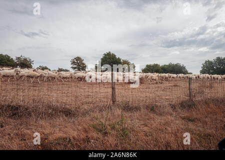 Weidende Schafe in der Landschaft von Sardinien, Italien Stockfoto