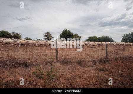 Weidende Schafe in der Landschaft von Sardinien, Italien Stockfoto