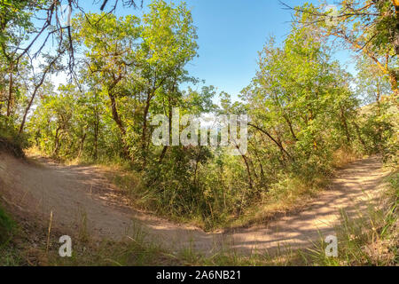 Wanderweg im Wald unter Bäumen mit schlanken Stämme und pulsierende grüne Blätter Stockfoto