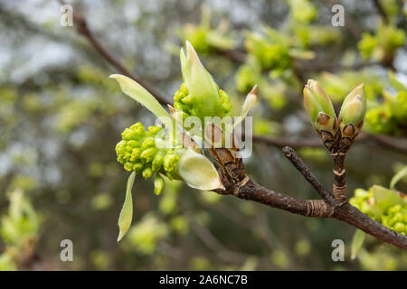 Italienische Ahorn Knospen und Blätter sprießen im Winter Stockfoto