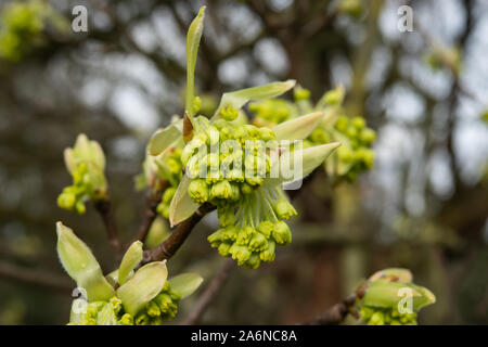 Italienische Ahorn Knospen und Blätter sprießen im Winter Stockfoto