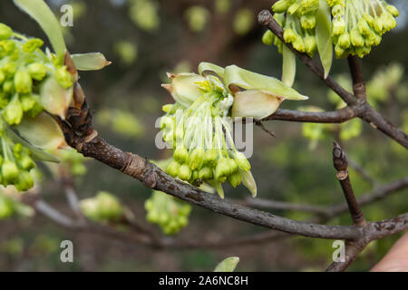 Italienische Ahorn Knospen und Blätter sprießen im Winter Stockfoto