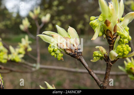 Italienische Ahorn Knospen und Blätter sprießen im Winter Stockfoto