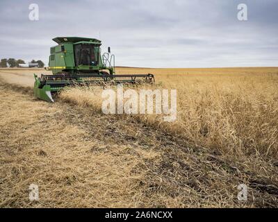 Polk City, Iowa, USA. 27 Okt, 2019. AARON LEHMAN, Präsident der Iowa Farmers Union, Ernten organischen Sojabohnen auf seiner Farm in der Nähe von Polk City, Iowa. Iowa Landwirte haben die Wochen hinter dem Zeitplan durch die meisten der 2019 Saison. Ein kalter, nasser Frühling über die meisten staatlichen verzögerten Aussaat von ca. 2 Wochen. Ein historisch nassen Oktober hat die Ernte von Sojabohnen und Mais von bis zu 3 Wochen geschoben. Lehman sagte, hat er zwei Wochen hinter auf seinem Soja-ernte weiter hinter auf Mais. Die USDA sagten über 30% der Sojabohnen geerntet worden sind, und nur 15% der Mais geerntet. Stockfoto