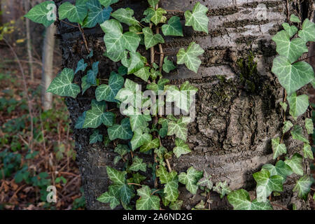 Efeu Pflanze Klettern Baum im Herbst Stockfoto