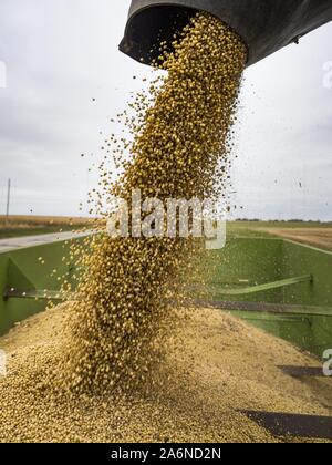 Polk City, Iowa, USA. 27 Okt, 2019. AARON LEHMAN, Präsident der Iowa Farmers Union, Leergut geerntet organischen Sojabohnen aus seinem Mähdrescher in einen Anhänger auf seiner Farm in der Nähe von Polk City, Iowa. Iowa Landwirte haben die Wochen hinter dem Zeitplan durch die meisten der 2019 Saison. Ein kalter, nasser Frühling über die meisten staatlichen verzögerten Aussaat von ca. 2 Wochen. Ein historisch nassen Oktober hat die Ernte von Sojabohnen und Mais von bis zu 3 Wochen geschoben. Lehman sagte, hat er zwei Wochen hinter auf seinem Soja-ernte weiter hinter auf Mais. Die USDA sagten über 30% der Sojabohnen geerntet wurden, und Stockfoto