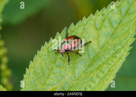Japanische Käfer auf Blatt im Sommer Stockfoto