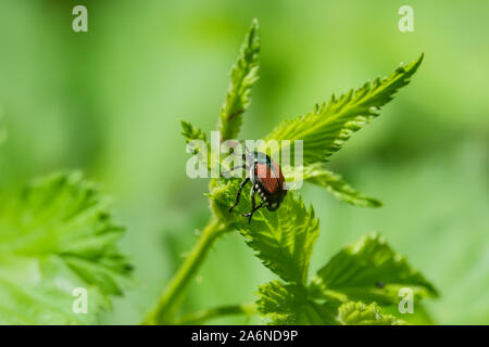 Japanische Käfer auf Blatt im Sommer Stockfoto