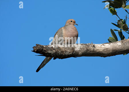 Taube - Zenaida macroura-Niederlassung in Ding Darling National Wildlife Refuge auf Sanibel Island, Florida thront. Stockfoto