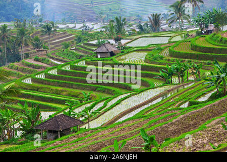 Malerischer Blick auf traditionellen Balinesischen tropischen Terrassen. Dorf Jatiluwih Menschen arbeiten auf grüne Reisfelder. Kultur, Kunst und Natur von Bali und Java Stockfoto