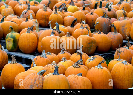 Holzpaletten hält Dutzende von orange Kürbisse in allen Formen und Größen. Stockfoto