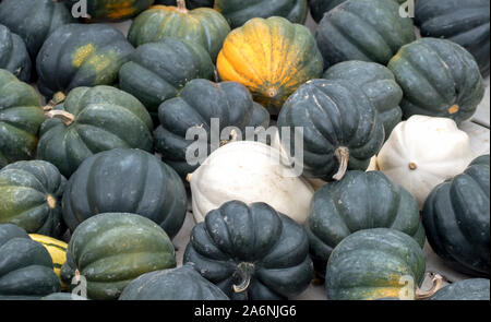 Ein Haufen von kleinen, dekorativen Kürbisse werden auf Anzeige an einem Michigan USA Kürbis Farm Stockfoto
