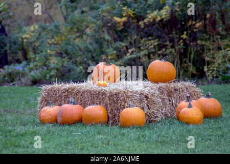 Kürbisse auf Strohballen, in einem hübschen Garten im Herbst in Nordamerika Stockfoto