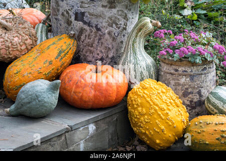 Eine schöne Anzeige der Herbst Kürbisse und Kürbisse mit Herbst Blumen, auf schiefer Schritte Stockfoto