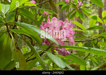 CA 03795-00 ... Kalifornien - Native Rhododendren blühen unter den Redwood Bäumen entlang der Hiochi Trail im Jedediah Smith Redwoods State Park. Stockfoto