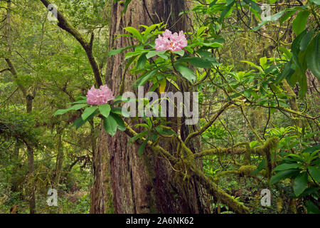 CA 03802-00 ... Kalifornien - Native Rhododendren blühen unter den riesigen Redwood Bäumen entlang der Hiochi Trail im Jedediah Smith Redwoods State Park. Stockfoto