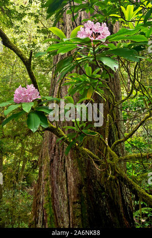 CA 03803-00 ... Kalifornien - Native Rhododendren blühen unter den riesigen Redwood Bäumen entlang der Hiochi Trail im Jedediah Smith Redwoods State Park. Stockfoto