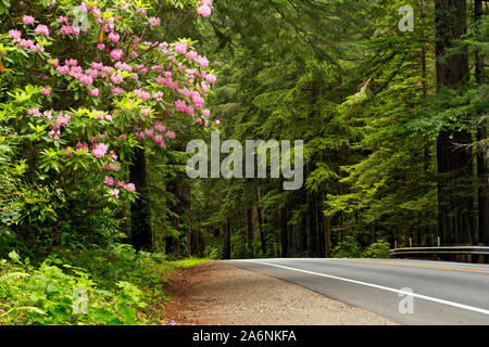 CA 03810-00 ... Kalifornien - Native Rhododendron in voller Blüte am Highway 199 im Jedediah Smith Redwoods State Park, Teil der Redwoods National und Stockfoto