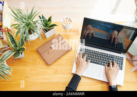 Geschäftsfrau im Büro Schreibtisch mit vielen Blumen sitzen und Arbeiten am Laptop, Ansicht von oben Stockfoto