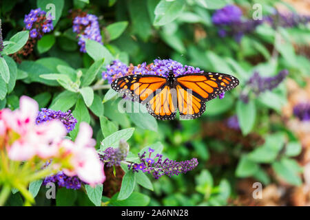 Männlicher Monarchschmetterling, Danaus plexippus, Fütterung an einem Zwergschmetterlingsbusch, 'Pugster Blue', Buddleja davidii. Kansas, USA. Stockfoto
