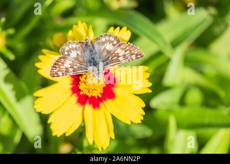 Gemeinsame kariert - Skipper, Pyregus communis, Fütterung auf Coriopsis. Kansas, USA. Stockfoto