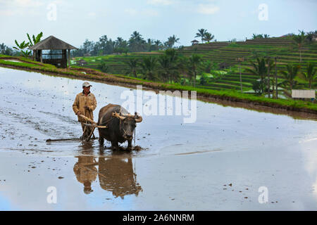 Dorf Jatiluwih, Insel Bali, Indonesien - Juli 29, 2012: Arbeiter Mann bis asiatischen Wasserbüffels Curbau schlammigen Böden in Paddy gewässert. Reis einpflanzen. Stockfoto