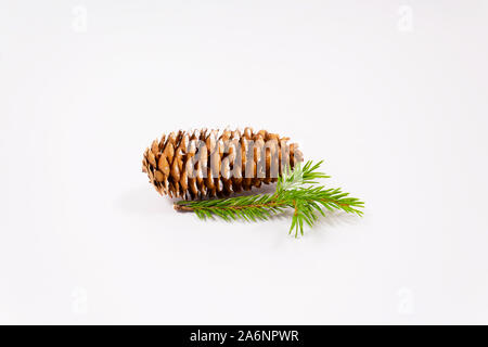Weihnachten Konzept. Tannenzapfen mit Schnee und kleine Tanne Zweig auf weißem Hintergrund gestreut. Stockfoto