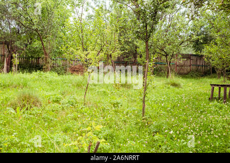 Im Obstgarten hinter dem Haus und einer alten Bank Stockfoto