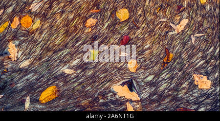 Wasser mit Algen und Blätter im Herbst verschmutzt Stockfoto