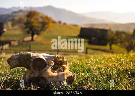 Europäische ram Schädel im Gras Stockfoto