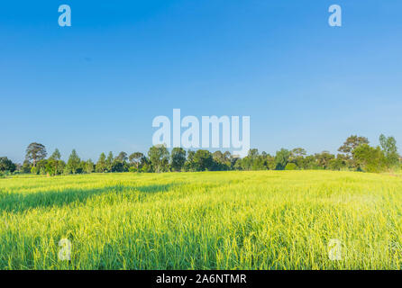 Die Saison des Kornes, reifen reproduktiven Phase der grünen Rohreis Feld am Morgen. Stockfoto