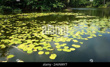 Pristine Teich in einer oberen Schicht aus grünen Lily Pads in einem ruhigen Park mit keine Personen abgedeckt Stockfoto
