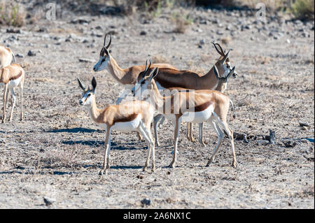 Nahaufnahme von einer Herde Impalas - Aepyceros melampus - Beweidung auf den Ebenen von Etosha National Park, Namibia. Stockfoto