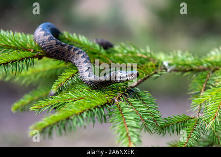 Closeup Schlange giftige Viper im Sommer auf Zweig des Baumes. Vipera berus Stockfoto